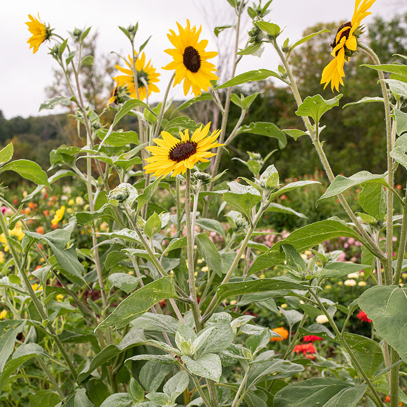 sunflower succulent Sunflower 'Gold & Silver' seeds
