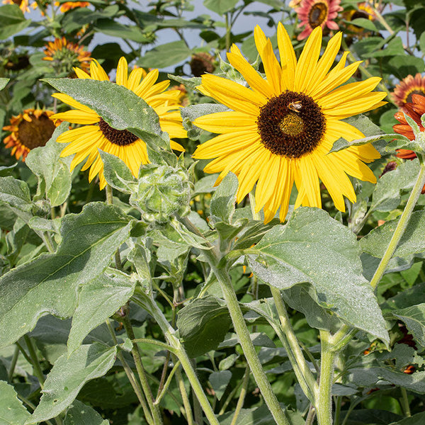 Sunflower 'Gold & Silver'