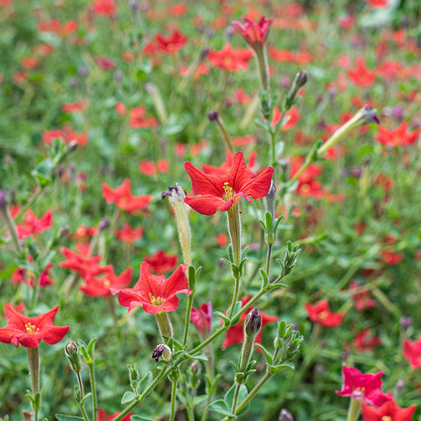 Petunia exserta