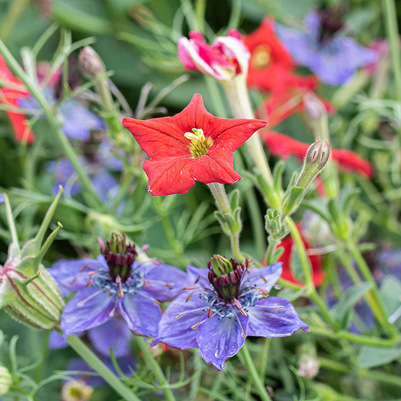 Petunia exserta