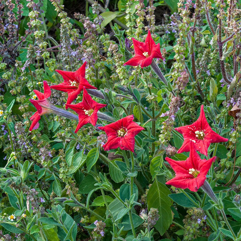 Petunia exserta