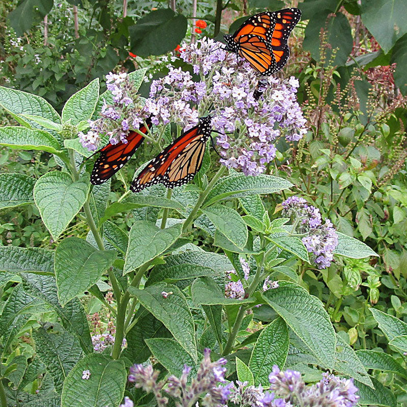 heliotrope flower seeds Heliotropium arborescens Marine (approx 150 seeds)