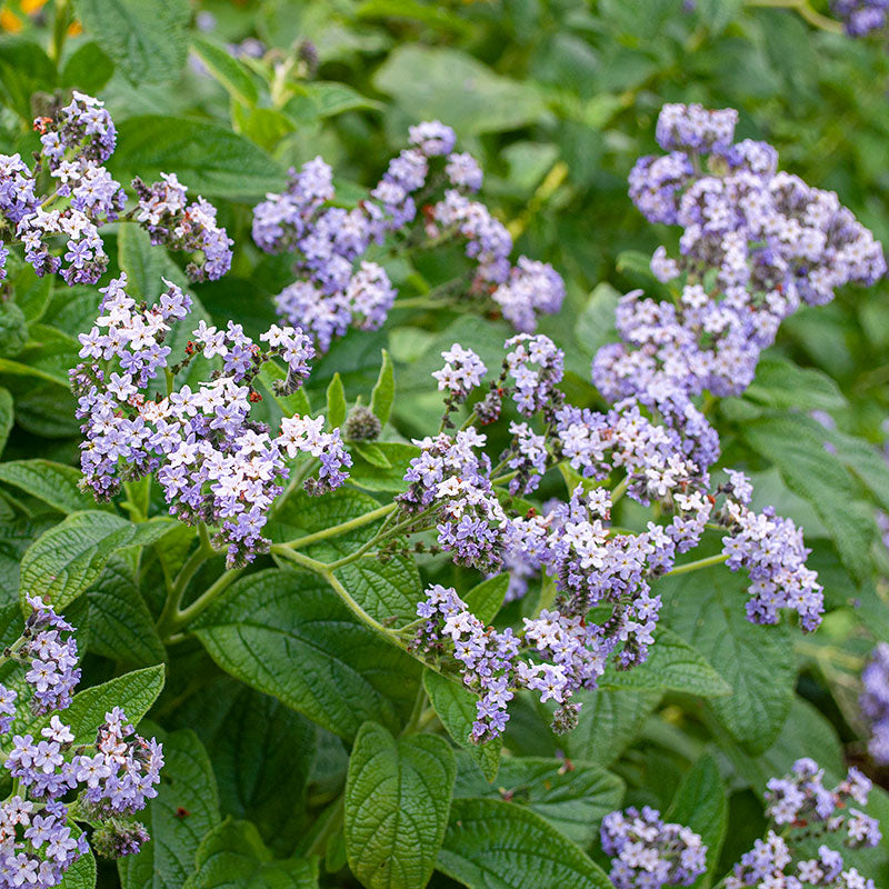 Heliotrope - Old Fashioned