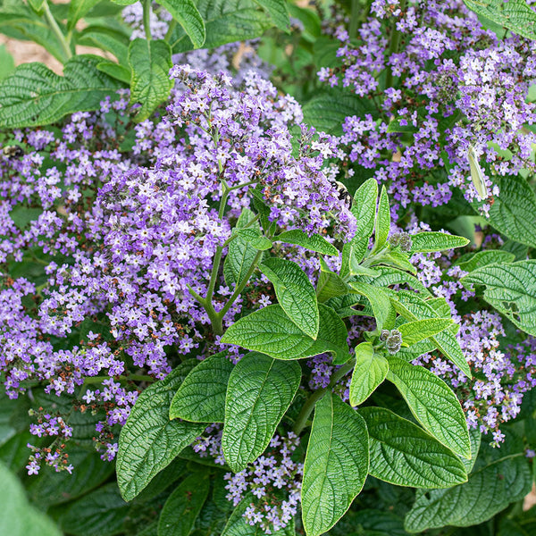 heliotrope flower seeds Heliotropium arborescens Marine (approx 150 seeds)