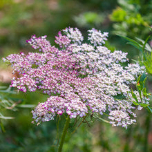 Queen Anne's Lace 'Dara'