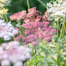 Queen Anne's Lace 'Dara'