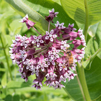 
    



Milkweed - Common
