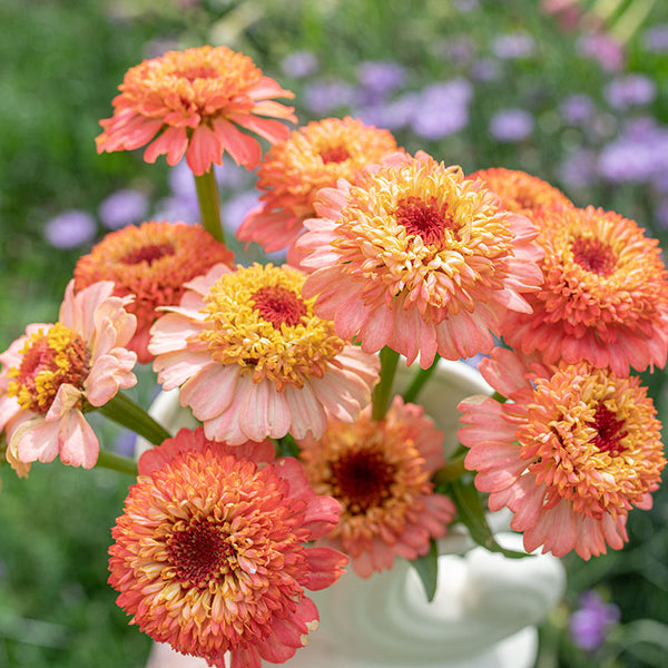 peach flower seeds Zinnia 'Zinderella Peach' seeds