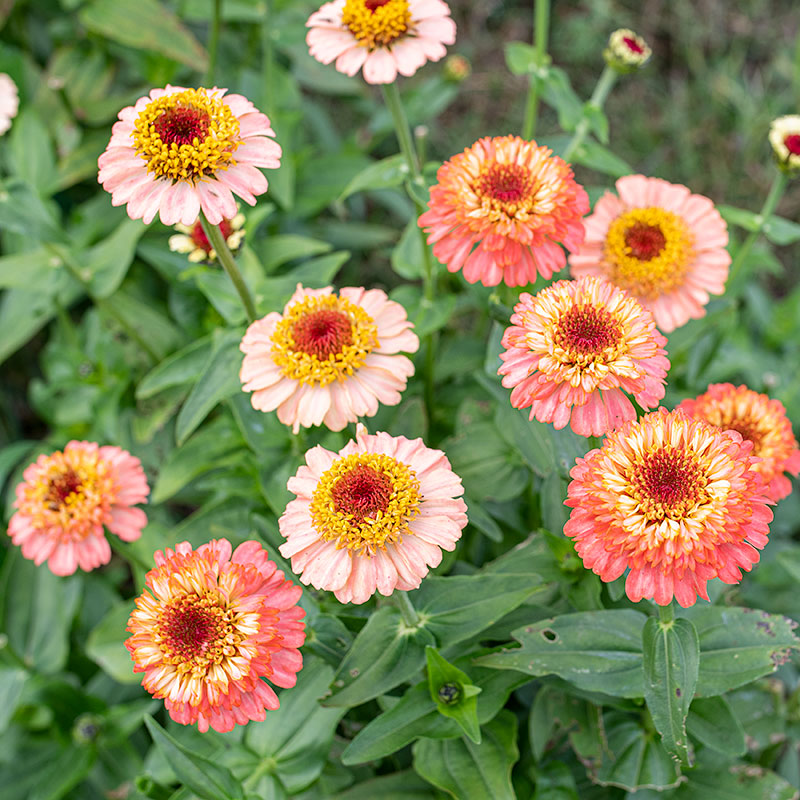 Zinnia 'Zinderella Peach'