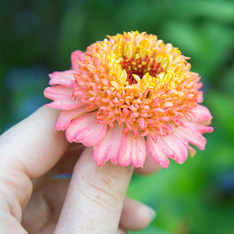 Zinnia 'Zinderella Peach'