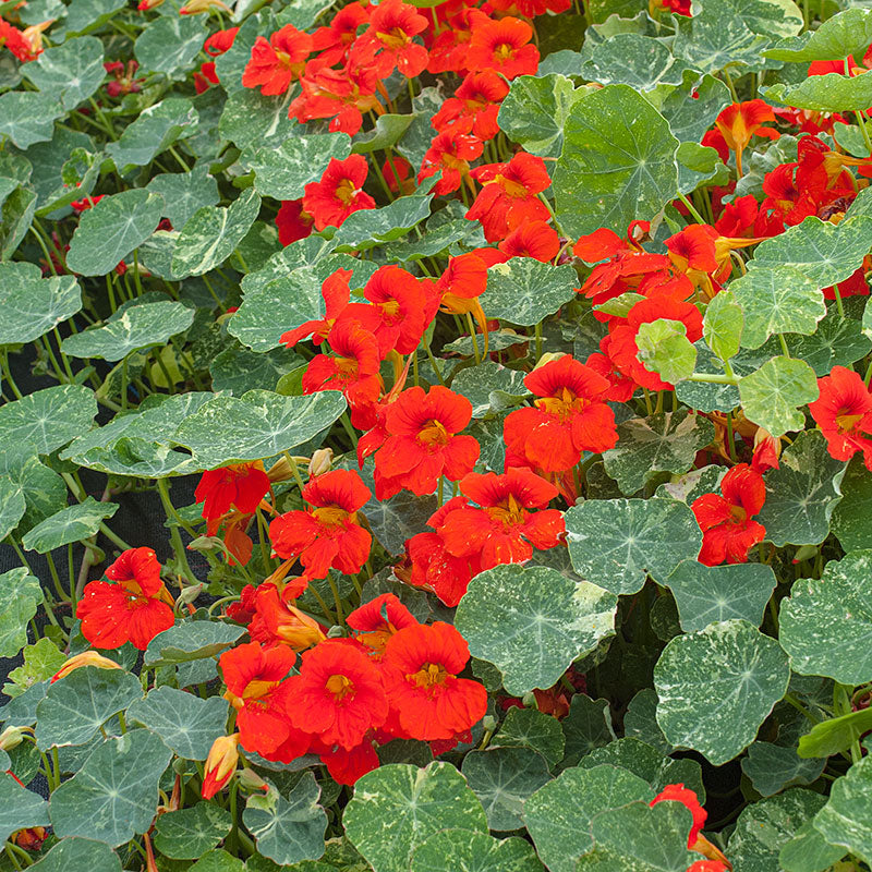 Nasturtium 'Orange Troika'