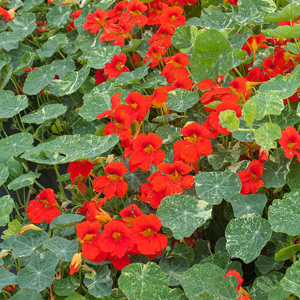 trailing plants seeds Nasturtium 'Orange Troika' seeds
