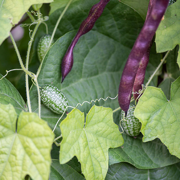 Mexican Sour Gherkin seeds - Melothria scabra