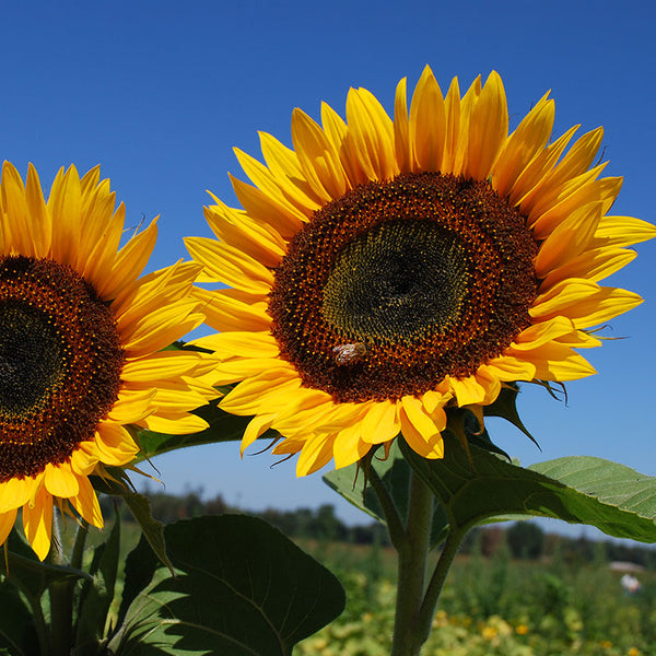 Sunflower 'Taiyo' Organic