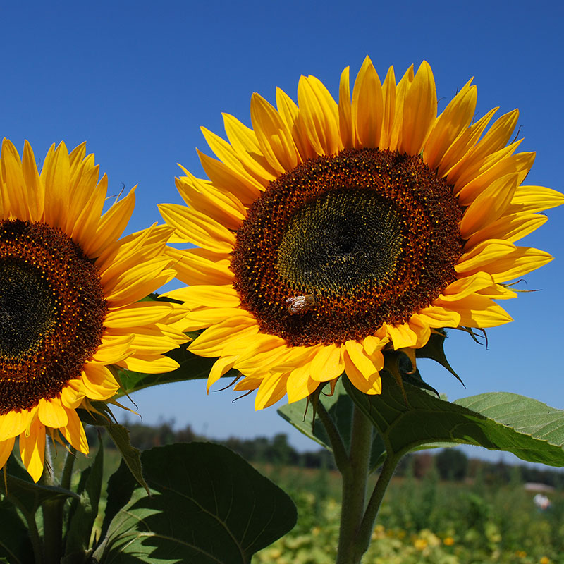 Sunflower plant on sale