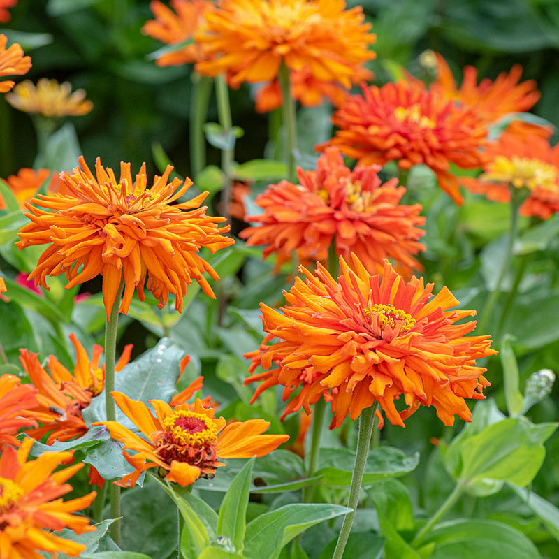 Zinnia 'Inca'