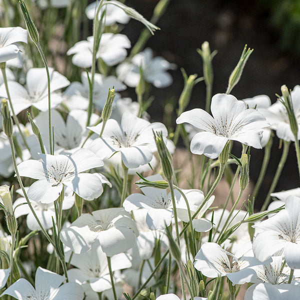 
    



Agrostemma 'Ocean Pearls'
