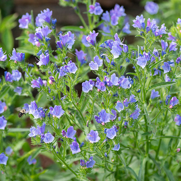 
    



Echium 'Blue Bedder'
