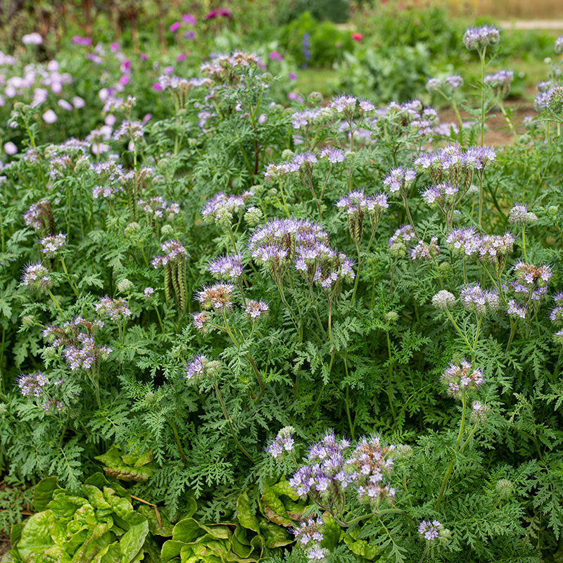 Phacelia - Lacy Organic