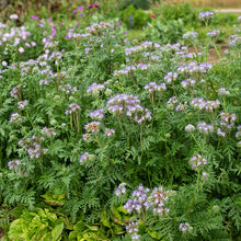 Phacelia - Lacy Organic