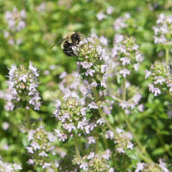 Creeping Thyme seeds