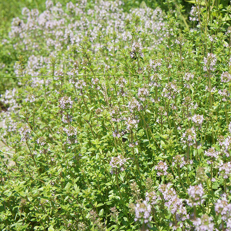 Creeping Thyme