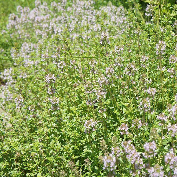 Creeping Thyme