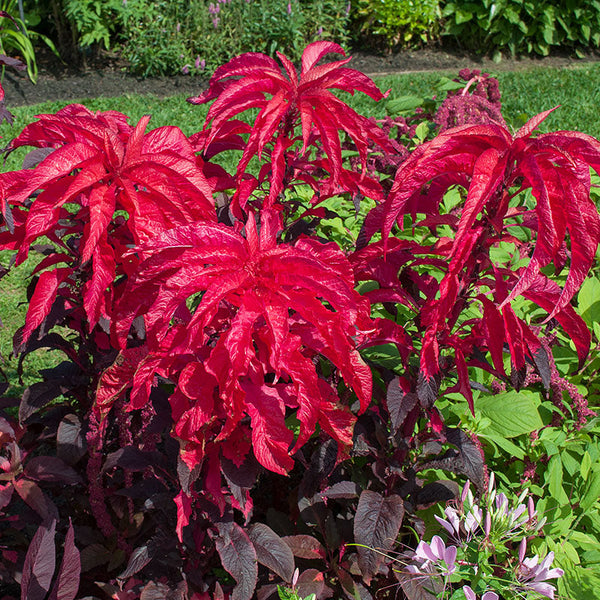 Amaranth 'Molten Fire'