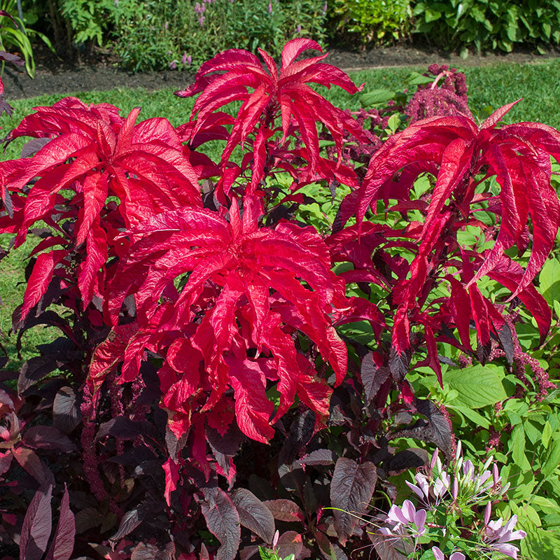 
  



Amaranth 'Molten Fire'
