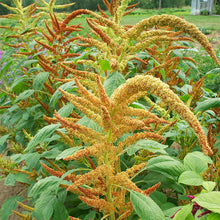 Amaranth 'Autumn's Touch'