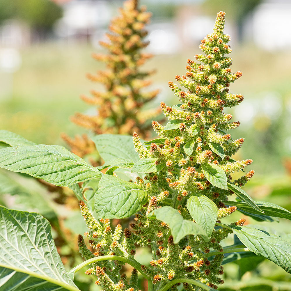 Amaranth 'Autumn's Touch'