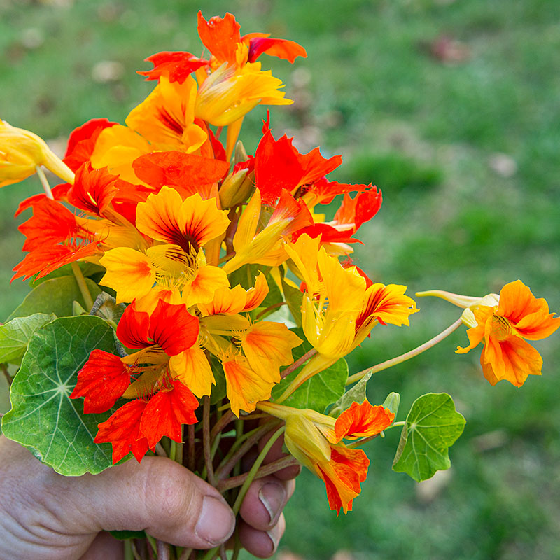 nasturtium flower seeds for sale Nasturtium 'Phoenix'