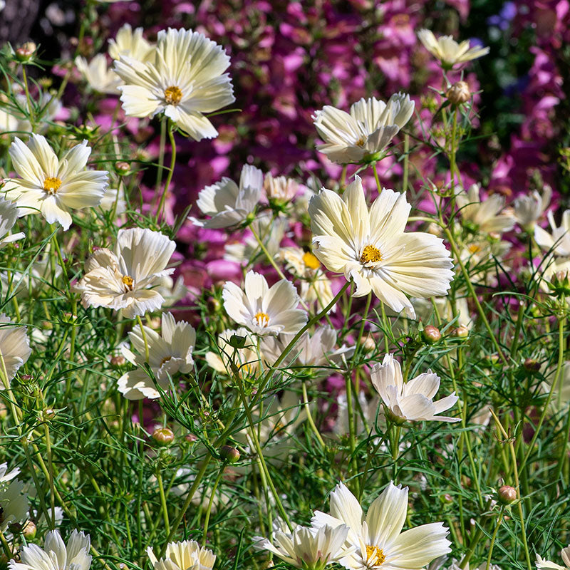 Cosmos 'Xanthos'