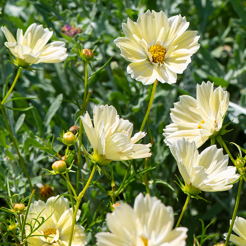 Cosmos 'Xanthos'