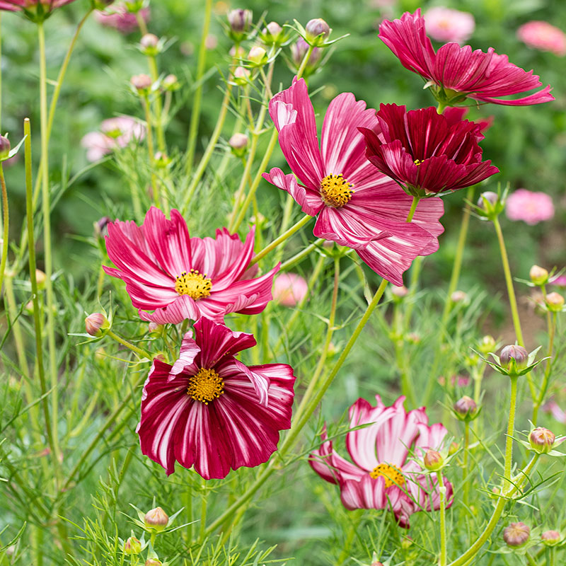 Cosmos 'Velouette'