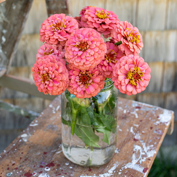 xenia flower seeds Zinnia 'Oklahoma Salmon' seeds