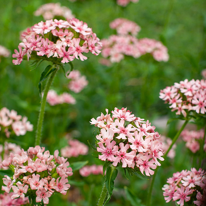 Maltese Cross 'Dawn Sky'