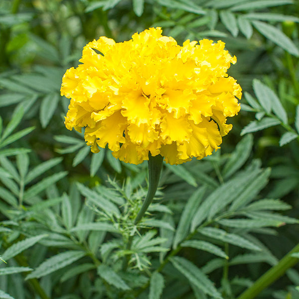 african marigold seeds African Marigold 'Yellow Supreme' seeds