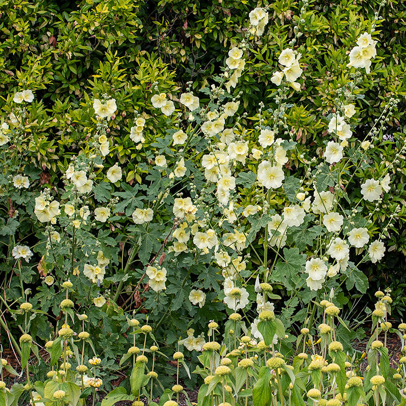 Hollyhock - Rugose