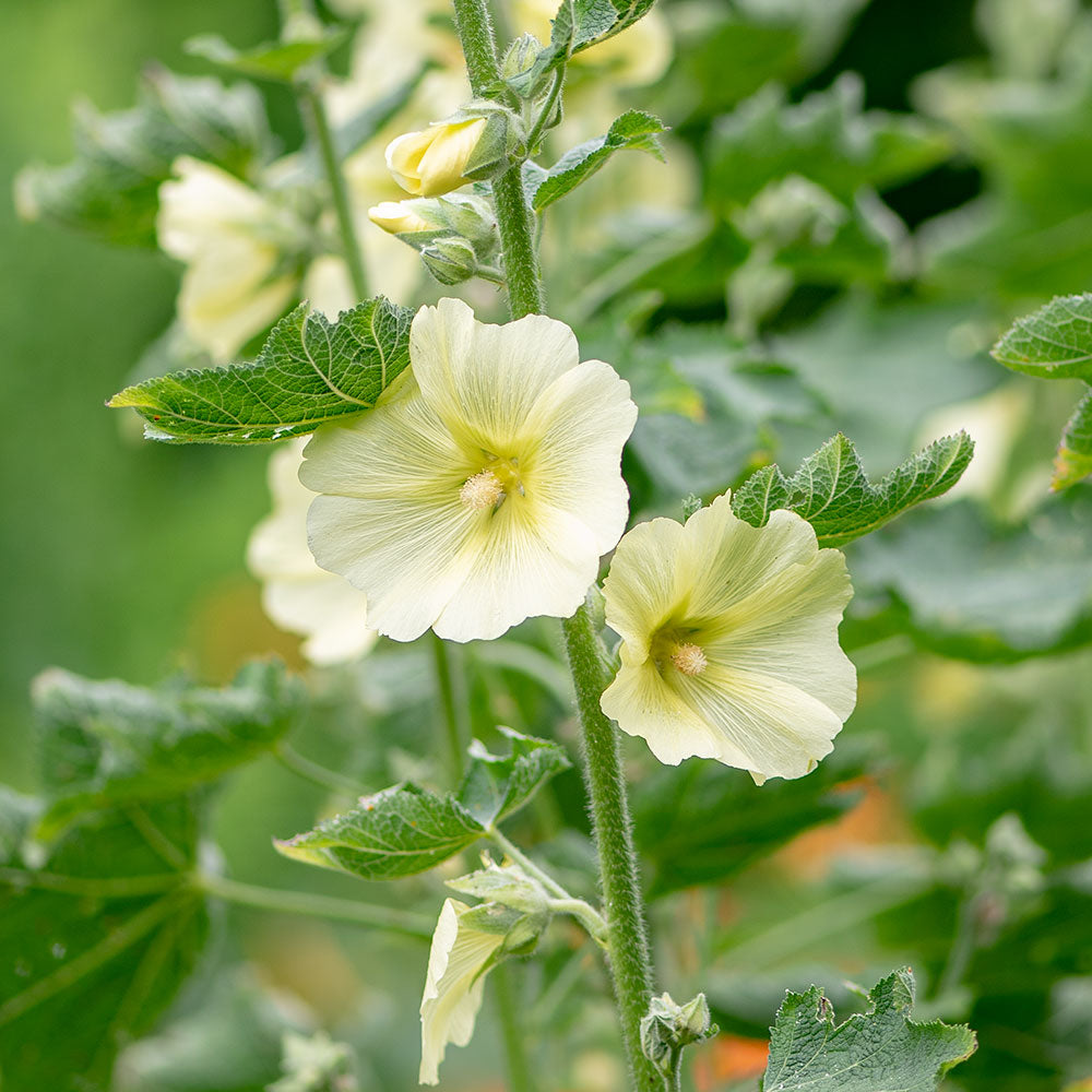 Hollyhock - Rugose