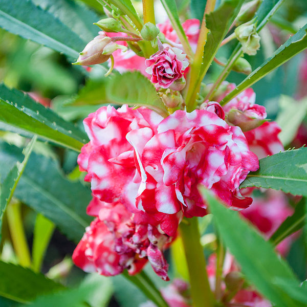 peppermint stick succulent Balsam 'Peppermint Stick' seeds