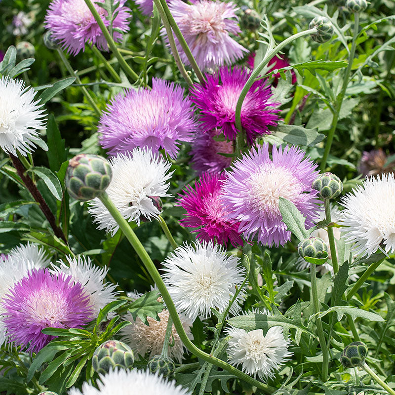 sweet sultan flower seeds Sweet Sultan 'Imperialis Mix'