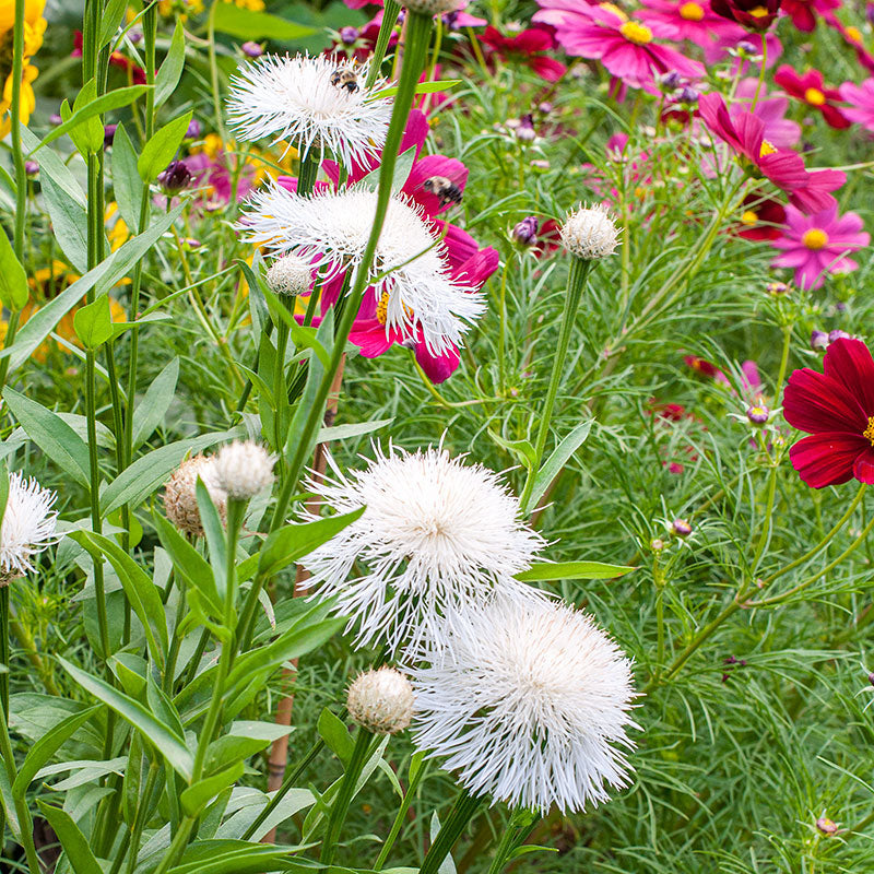 
  



Basket Flower - White
