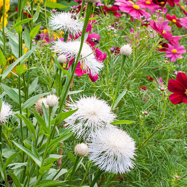 basket flower seed germination White Basket Flower seeds