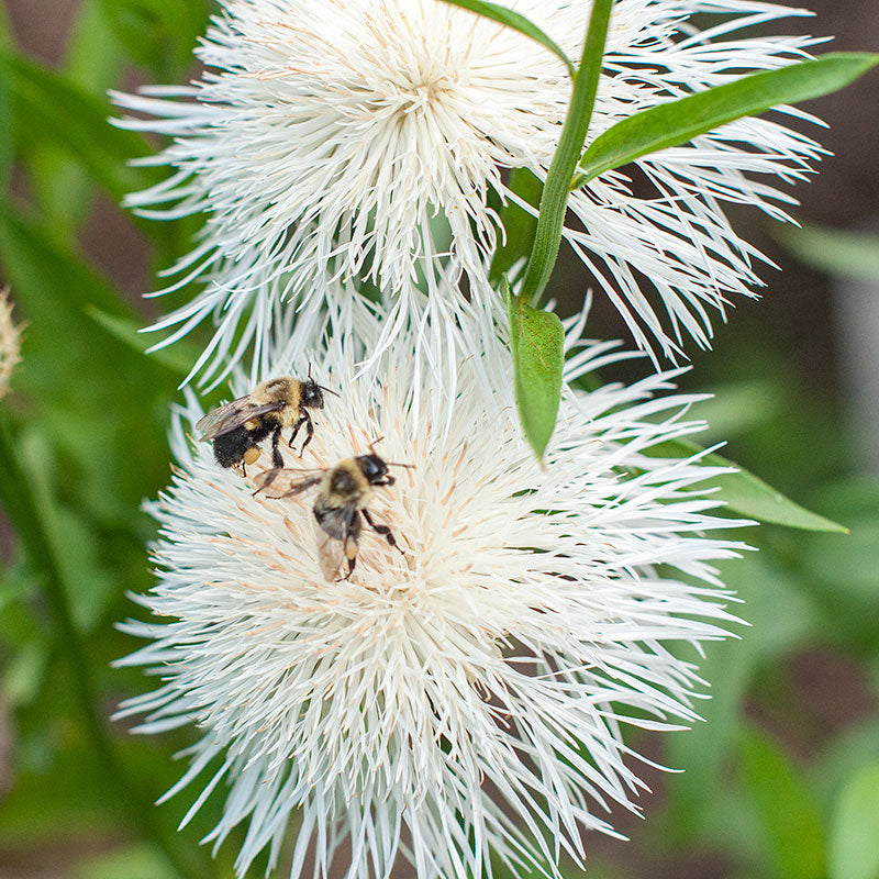 Basket Flower - White