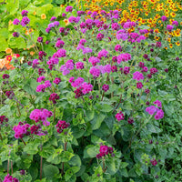 
    



Ageratum 'Red Bouquet'
