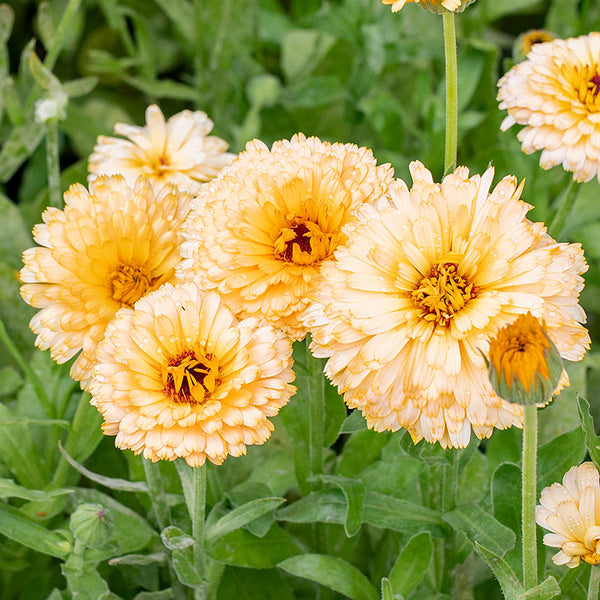 calendula seed to flower time Calendula 'Pacific Apricot Beauty' seeds