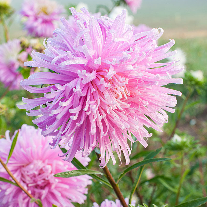 China Aster 'Giants of California'