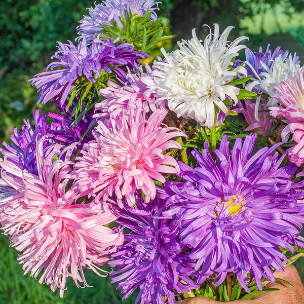 China Aster 'Giants of California'