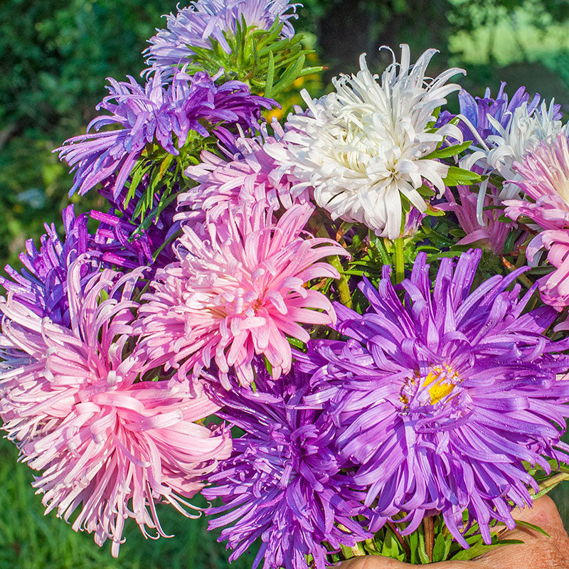 aster flower seeds online China Aster 'Giants of California'